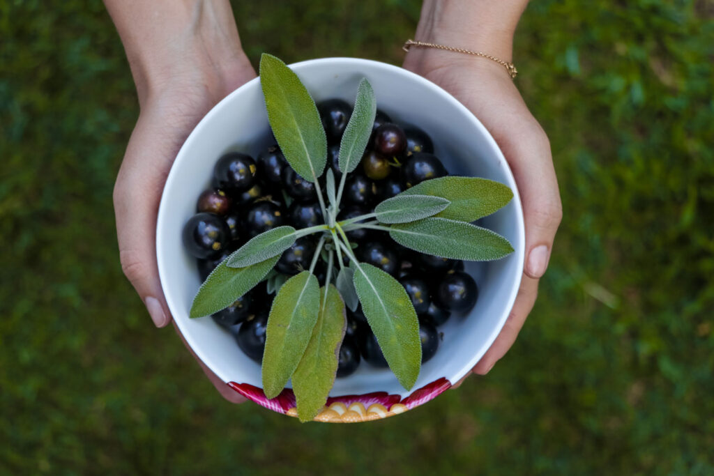 Como plantar sua tag de papel semente Jordanie